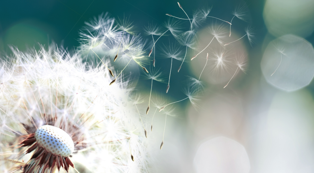 Allergy Testing, Medical Services