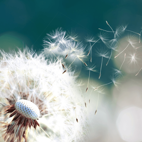 Allergy Testing, Medical Services Allergy Testing, Medical Services
